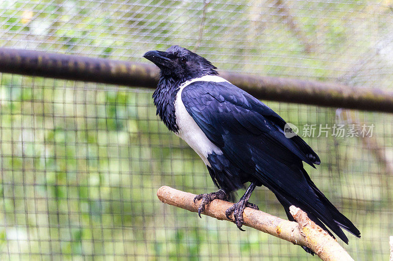 在动物园的笼子里，一只花斑乌鸦(Corvus albus)栖息在树枝上